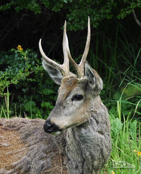 Um Huemul macho, os únicos com chifre, na Carretera Austral, a caminho de Coyhaique, no sul do Chile